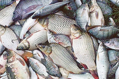 নড়াইলে চাহিদার তুলনায় বার্ষিক ২ হাজার টন বেশি মাছ উৎপাদন